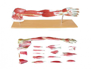 ZM1043-1 Upper Limb Hierarchy Model