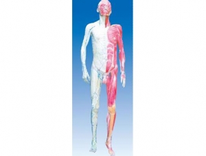 ZM1043 Human Body Hierarchical Anatomical Model