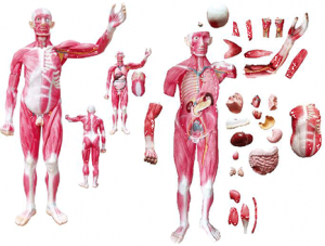 世界各地ZM1042-4 Whole body muscle model with internal organs