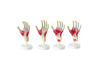 ZM1041 Hand skin anatomical model