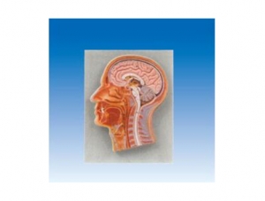 ZM1038 midsagittal section model of head and neck