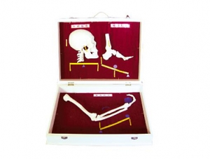 ZM1031 Human Bone Lever Classification Model