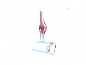 ZM1030-1 Knee Attachment Ligament Model