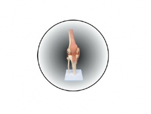 ZM1030 knee joint model