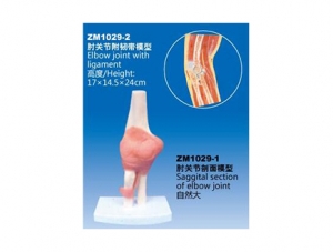 ZM1029-2 Elbow Joint Attachment Ligament Model