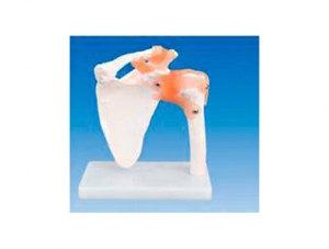 ZM1028-1 Shoulder Joint Attachment Ligament Model