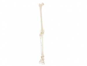 ZM1027-3 Lower limb bone model