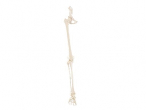 ZM1027-2 Lower limb bone with hip bone model