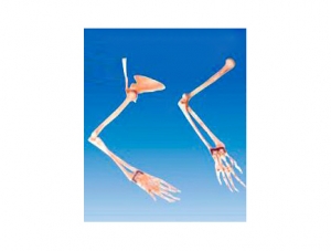 ZM1026-3 arm bone model