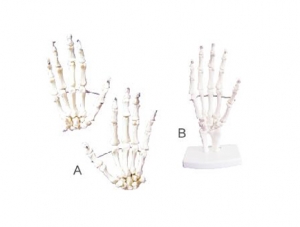 ZM1026-1 Student hand bone model