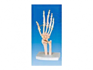 ZM1026 Hand bone model
