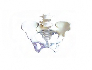 ZM1024-1 Female pelvis with 3rd and 4th lumbar vertebrae model