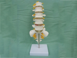 ZM1023-12 5-section lumbar vertebra with sacrum attached protrusion model