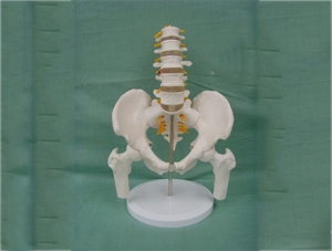 ZM1023-11 5 lumbar vertebrae with pelvis leg bone model