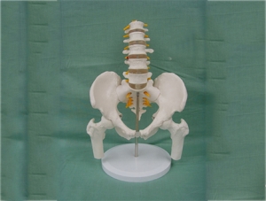 ZM1023-11 5 lumbar vertebrae with pelvis leg bone model