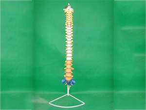 ZM1023-10 Color Spine