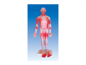 ZM1042-1 Full Body Muscle Model