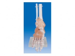 ZM1036-1 Ankle Attachment Ligament Model