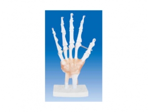 ZM1034-1 wrist ligament model