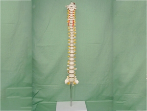 ZM1023-7 Curved spine model