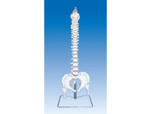 ZM1023-3 Spinal bone, pelvis and femoral head model