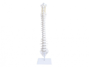 ZM1023 Spine Bone Model