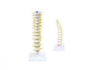 ZM1022 Thoracic spine and spinal nerve model