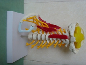 ZM1021-3 Advanced cervical muscle with brainstem attached nerve model