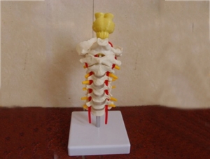 ZM1021-2 7 cervical vertebrae with skull model and brainstem model