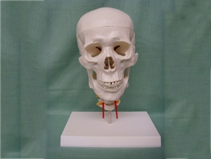 ZM1021-1 7 cervical vertebrae with skull model