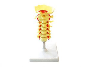 ZM1021 Occipital cervical spine and vertebral artery spinal nerve model