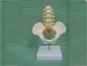 ZM1020-1 Medium 5-section lumbar vertebrae with pelvis model