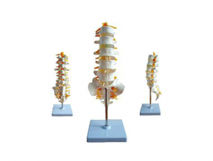 ZM1020 lumbosacral vertebra and spinal nerve model