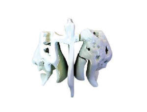 ZM1017 Enlarged model of ethmoid bone