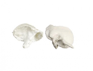 ZM1016 Temporal Bone Model