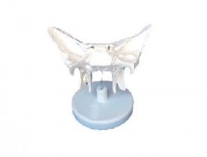 ZM1015-1 enlarged model of sphenoid bone