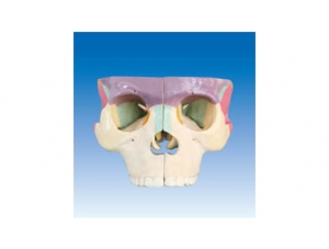 世界各地ZM1009-1 Color Skull Base Enlarged Model