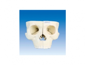 世界各地ZM1009 Skull Base Anatomical Enlarged Model