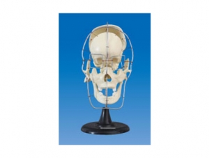 ZM1008 Skull Bone Model