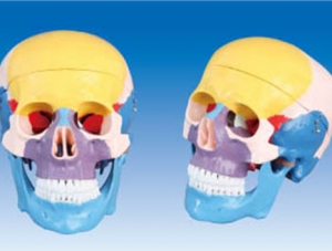 ZM1007 Skull bone color separation model