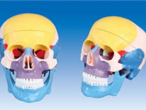 世界各地ZM1007 Skull bone color separation model