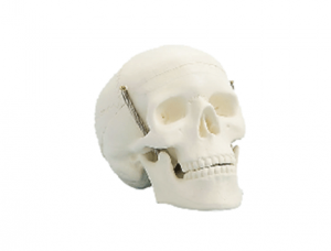 ZM1005-1 Student Skull Model