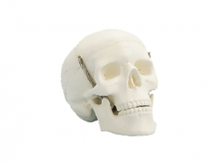 世界各地ZM1005-1 Student Skull Model