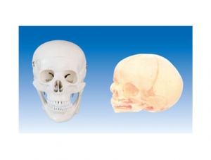 世界各地ZM1005 Adult Skull Model