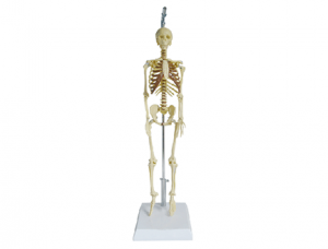 ZM1004 Human Skeleton Model