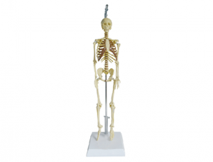 世界各地ZM1004 Human Skeleton Model