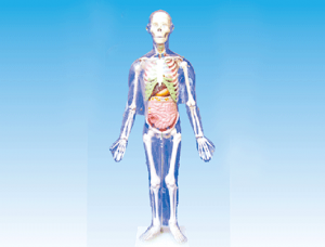 ZM1003-3 Model of the relationship between human body surface, human skeleton and internal organs