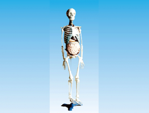 ZM1003-2 Model of the relationship between human bones and internal organs