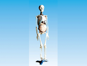 世界各地ZM1003-2 Model of the relationship between human bones and internal organs