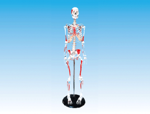 ZM1003-1 Human Skeleton Attachment Muscle Attachment Shading Model